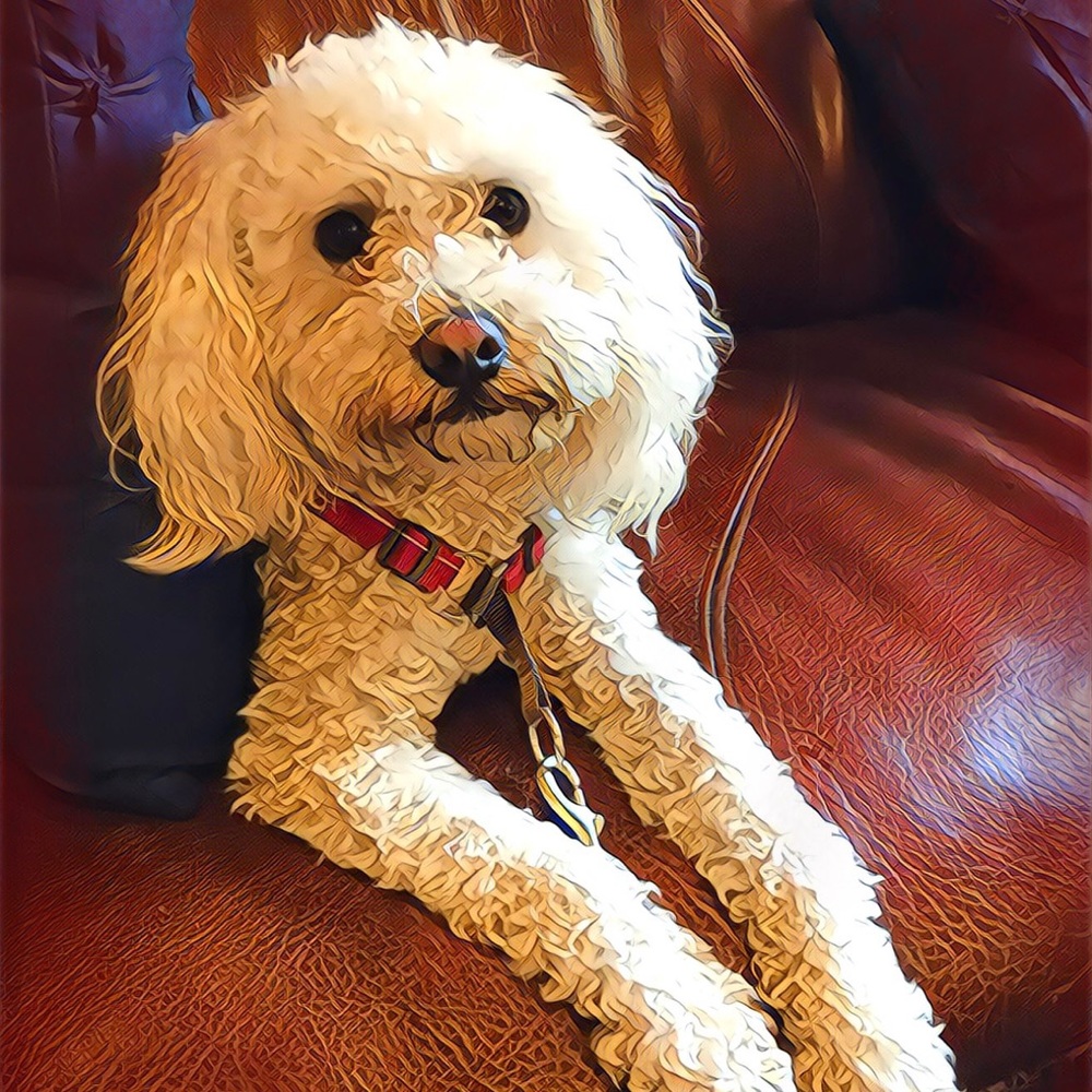 Meet your Posher, Anne